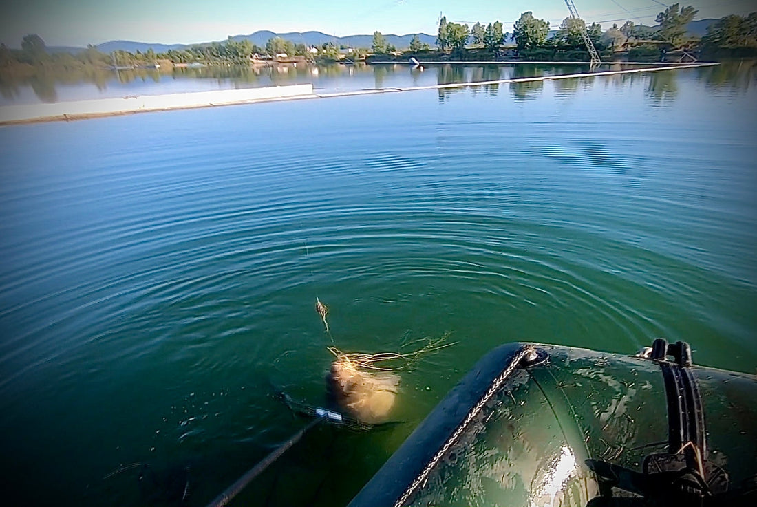 Dzsungelharc a Lupa egyik legszebb haláért